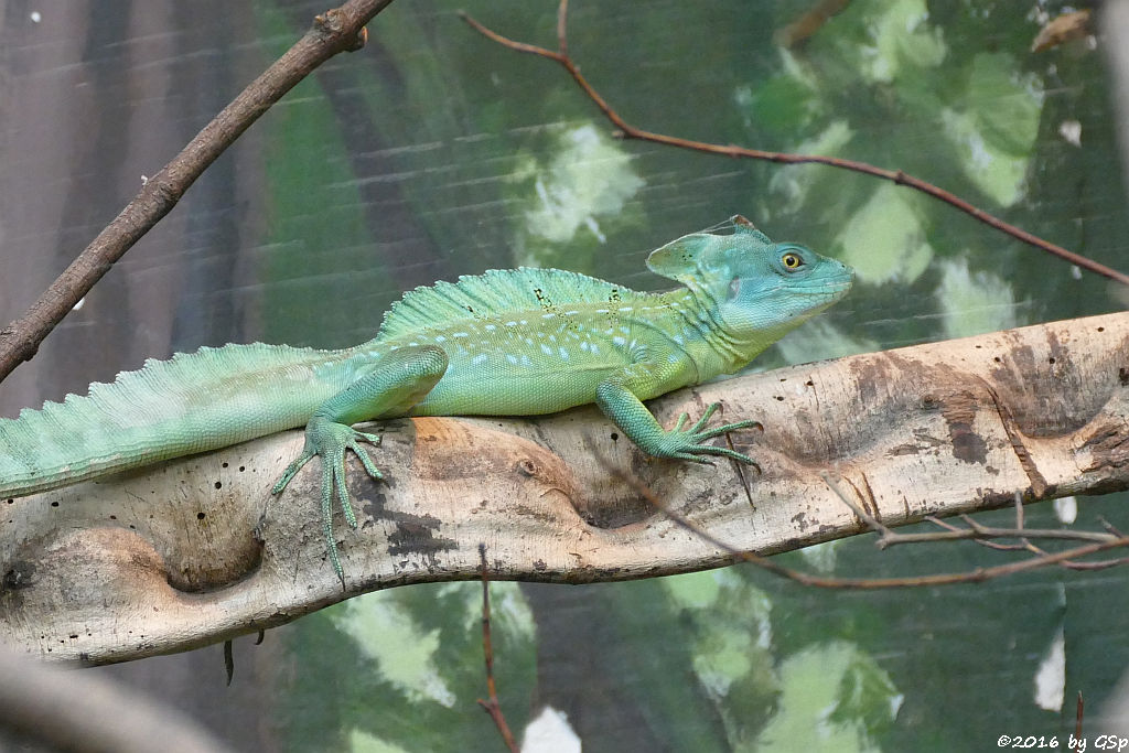 Stirnlappenbasilisk (Federbuschbasilisk)