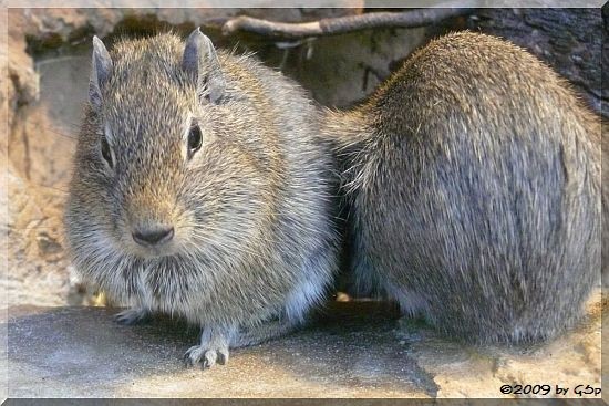 Münstersches Wieselmeerschweinchen