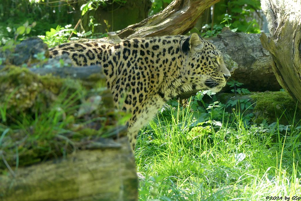 Nordpersischer Leopard (Afghanischer Leopard)