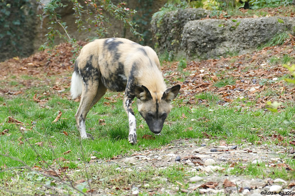 Afrikanischer Wildhund (Hyänenhund, Picassohund)