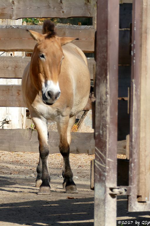 Przewalskipferd (Przewalski-Urwildpferd, Asiatisches Wildpferd)