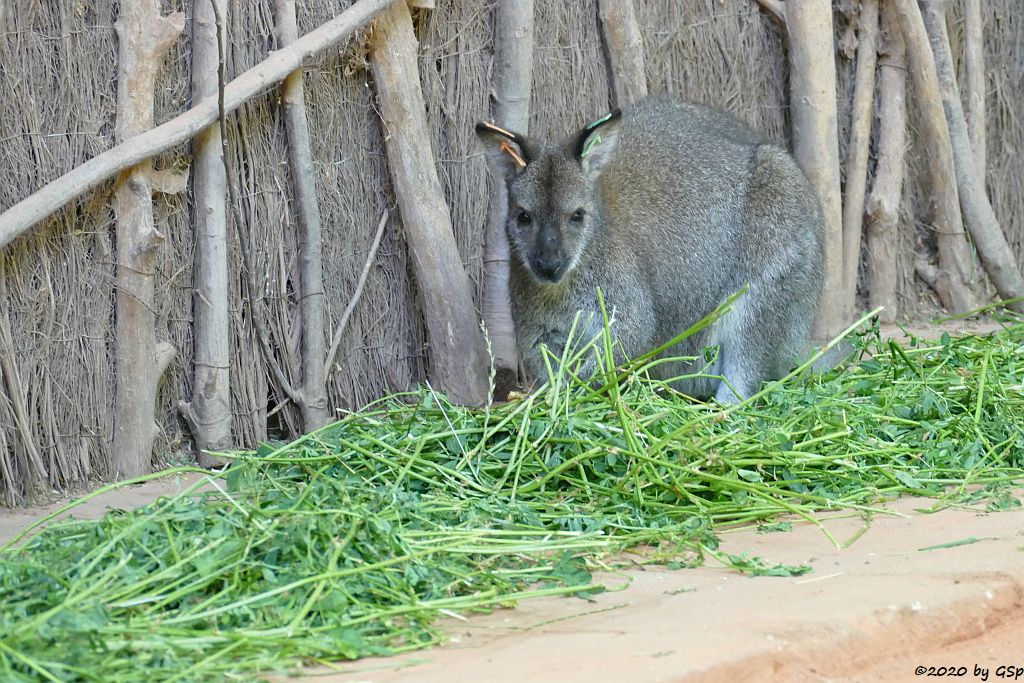 Rotnackenwallaby (Bennettkänguru)