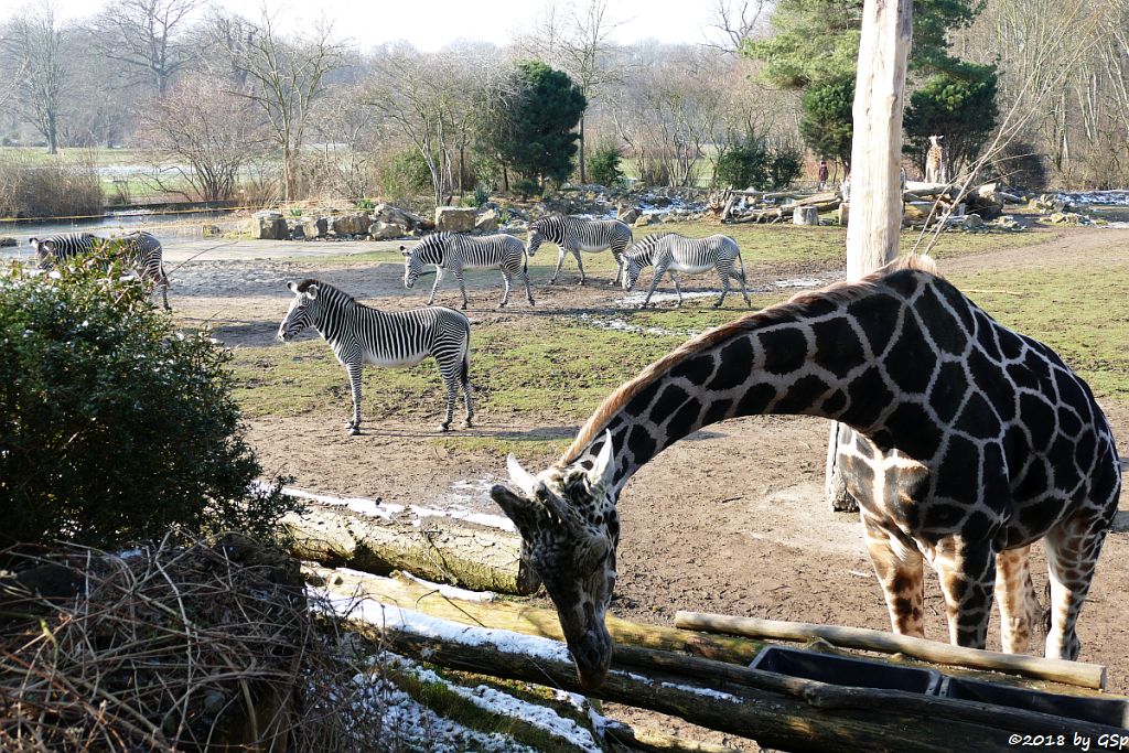 Rothschildgiraffe (Uganda-Giraffe, Baringo-Giraffe), Grévy-Zebra