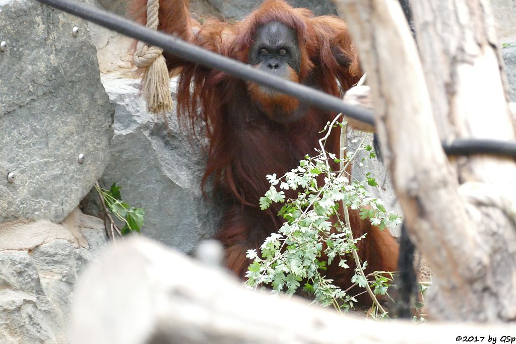 Sumatra-Orang-Utan