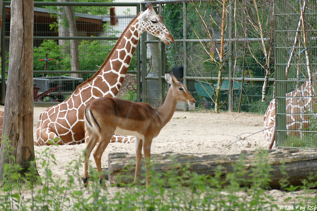 Netzgiraffe, Impala (Schwarzfersenantilope)