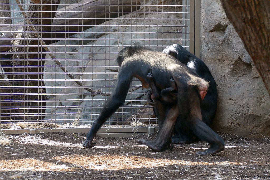 Bonobo (Zwergschimpanse)