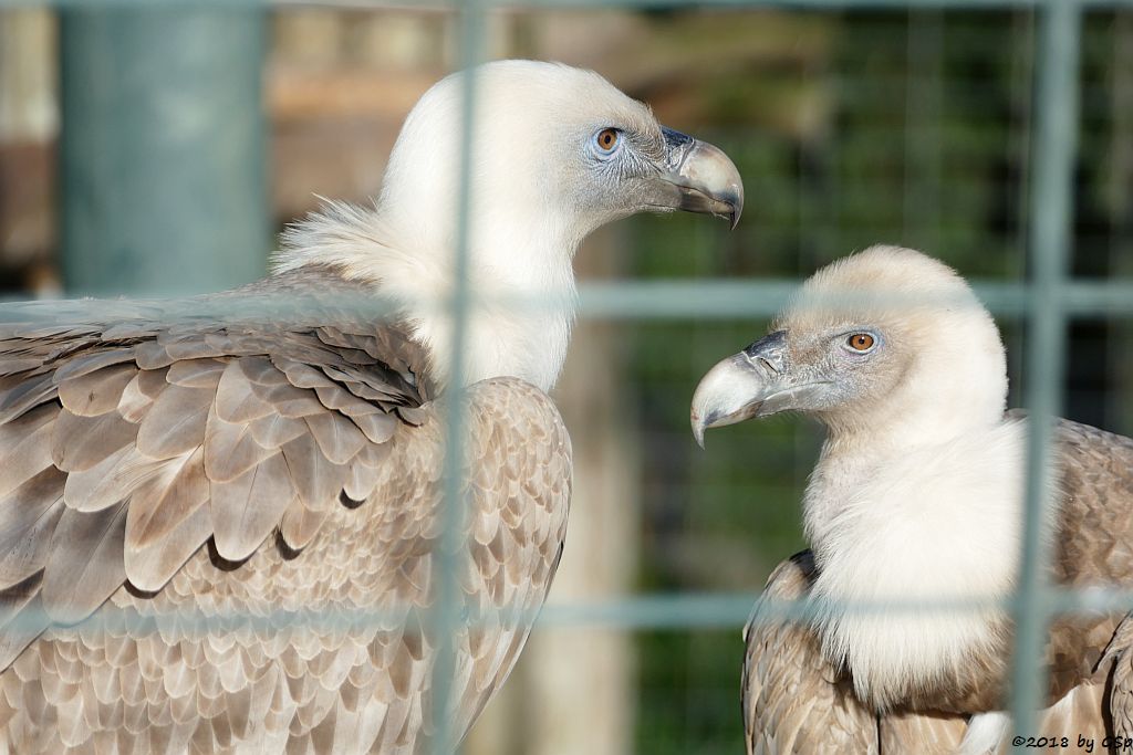 Gänsegeier