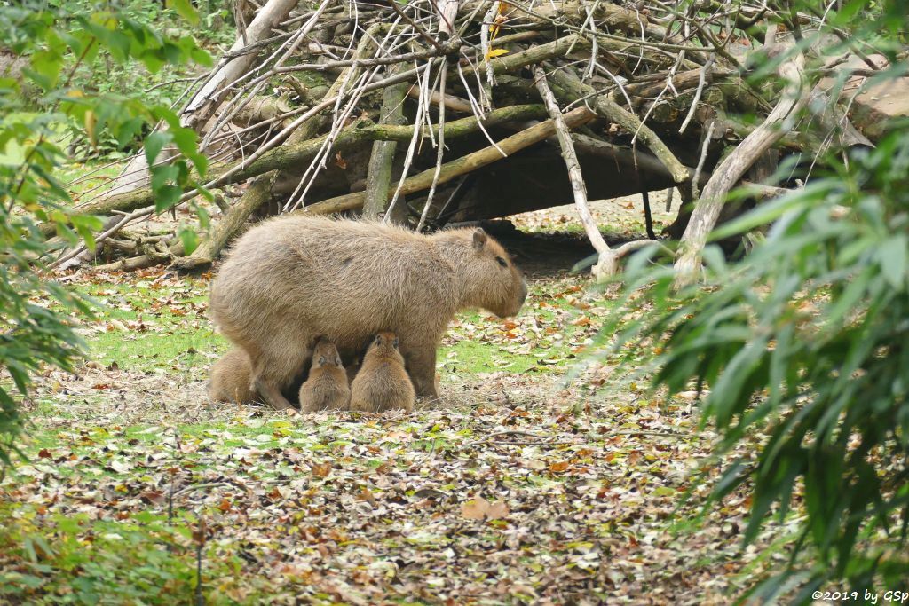 Wasserschwein (Capybara), 4 Jungtiere geb. am 15.9. u. 3 weitere im Okt. 2019