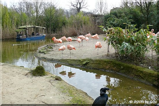 Flamingoanlage