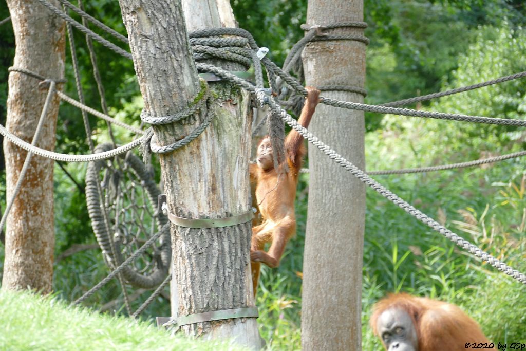 Sumatra-Orang-Utan