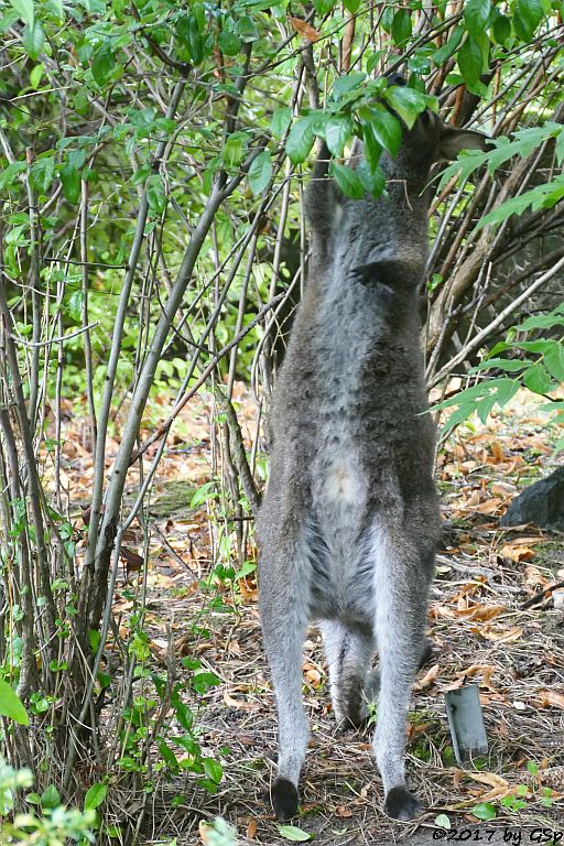 Bennettkänguru (Rotnackenwallaby)