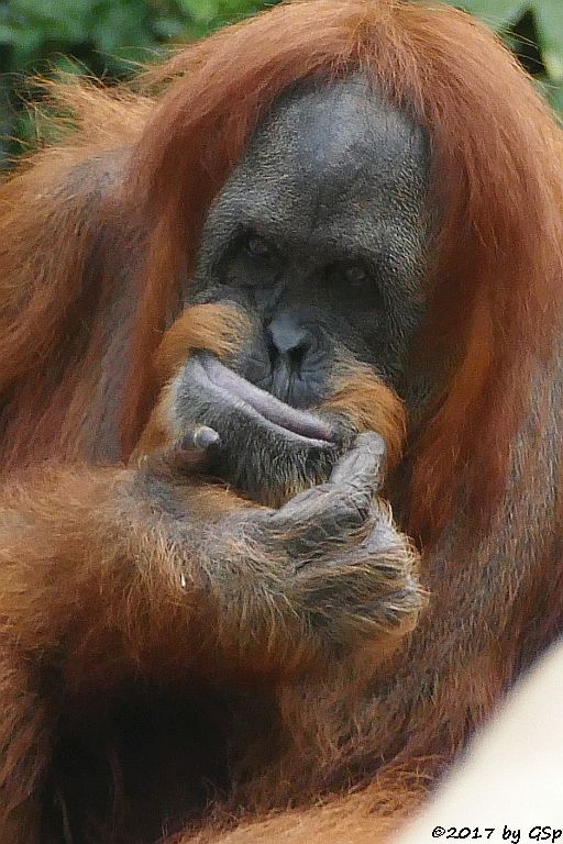 Sumatra-Orang-Utan