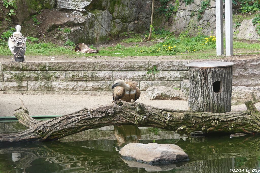 Zoo Halle: Westlicher Gänsegeier