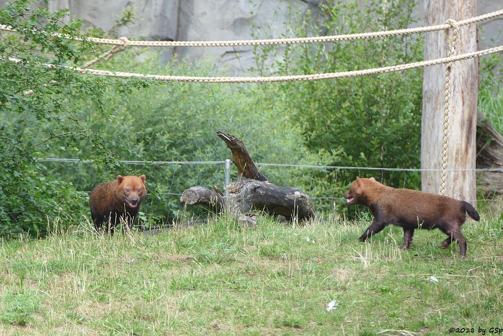 Waldhund (Buschhund)