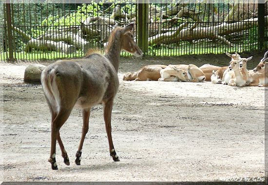 Nilgauantilope und Hirschziegenantilope