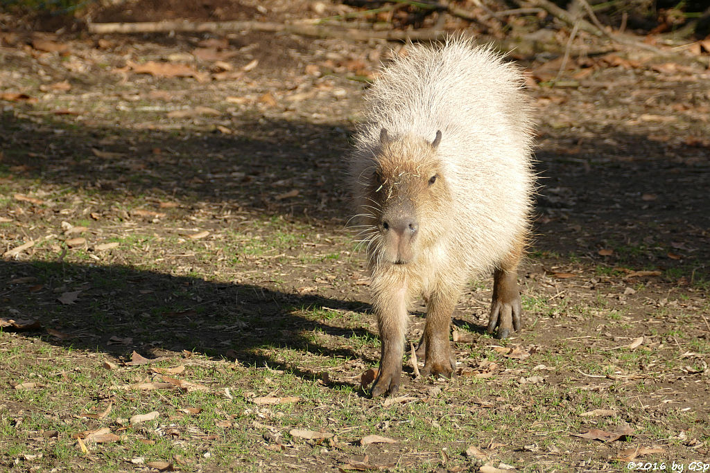 Wasserschwein (Capybara)