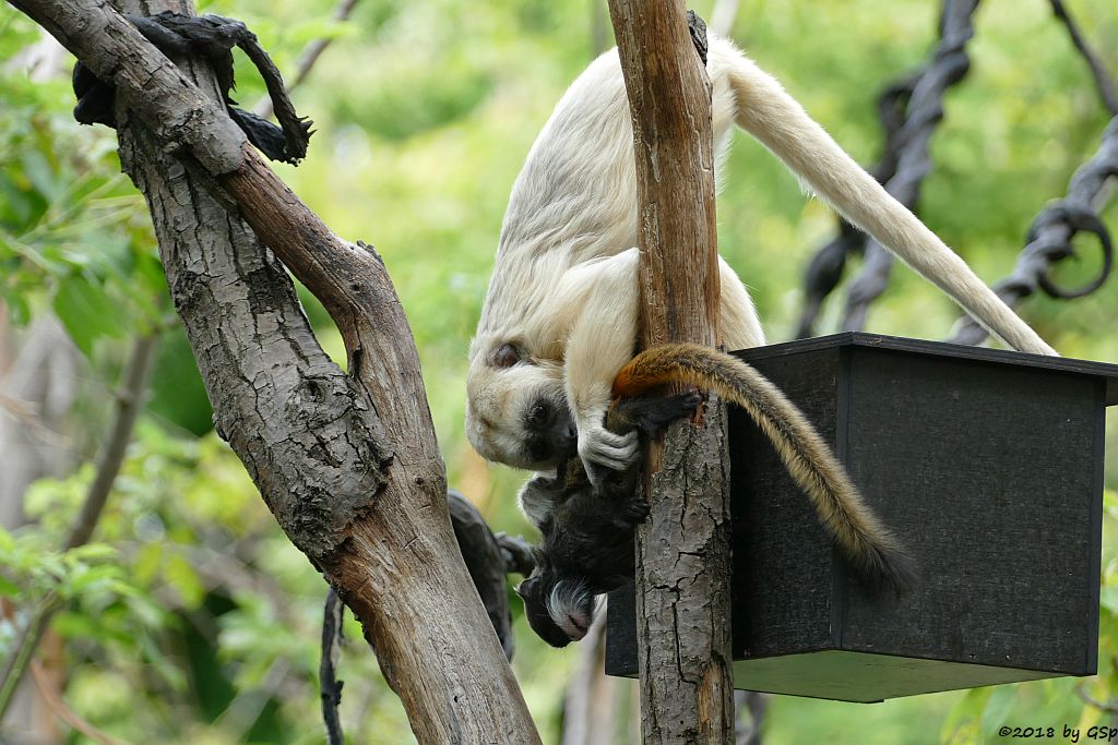 Rotschwänziger Kaiserschnurrbarttamarin, Schwarzer Brüllaffe