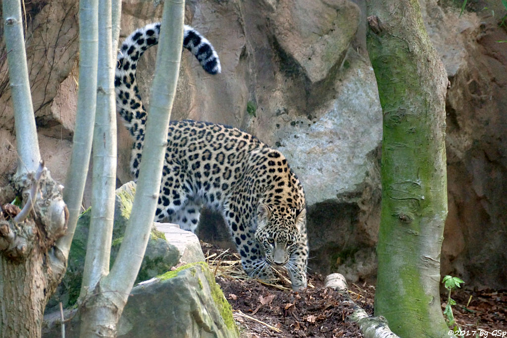 Nordpersischer Leopard (Afghanischer Leopard)