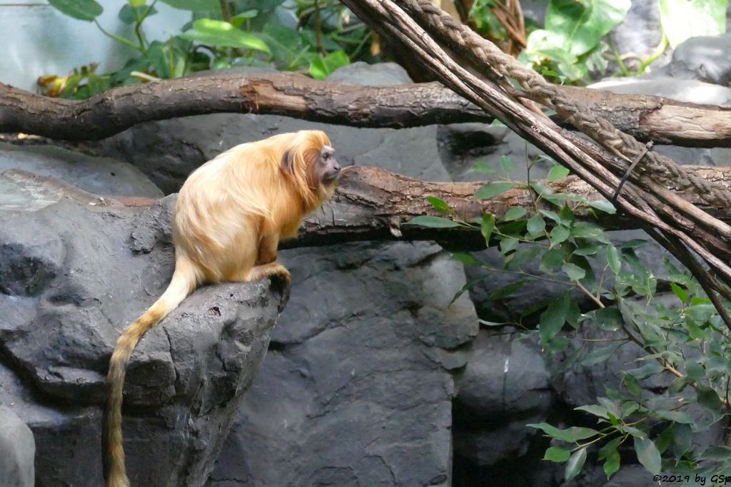 Goldgelbes Löwenäffchen (Goldgelber Löwenaffe)