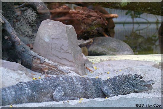 China-Alligator