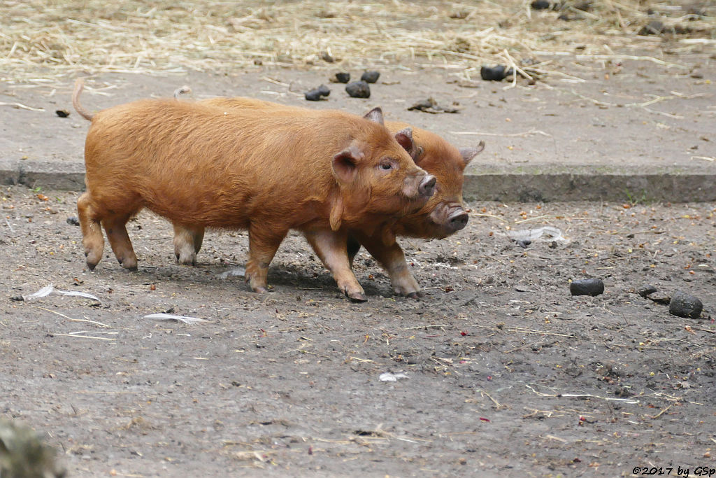 Kune-Kune-Schwein (Maori-Native)