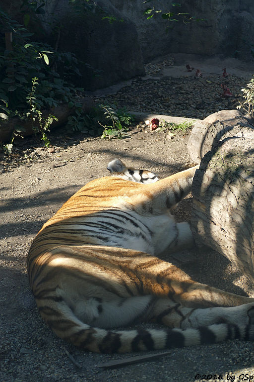 Amurtiger (Sibirischer Tiger, Mandschu-Tiger)