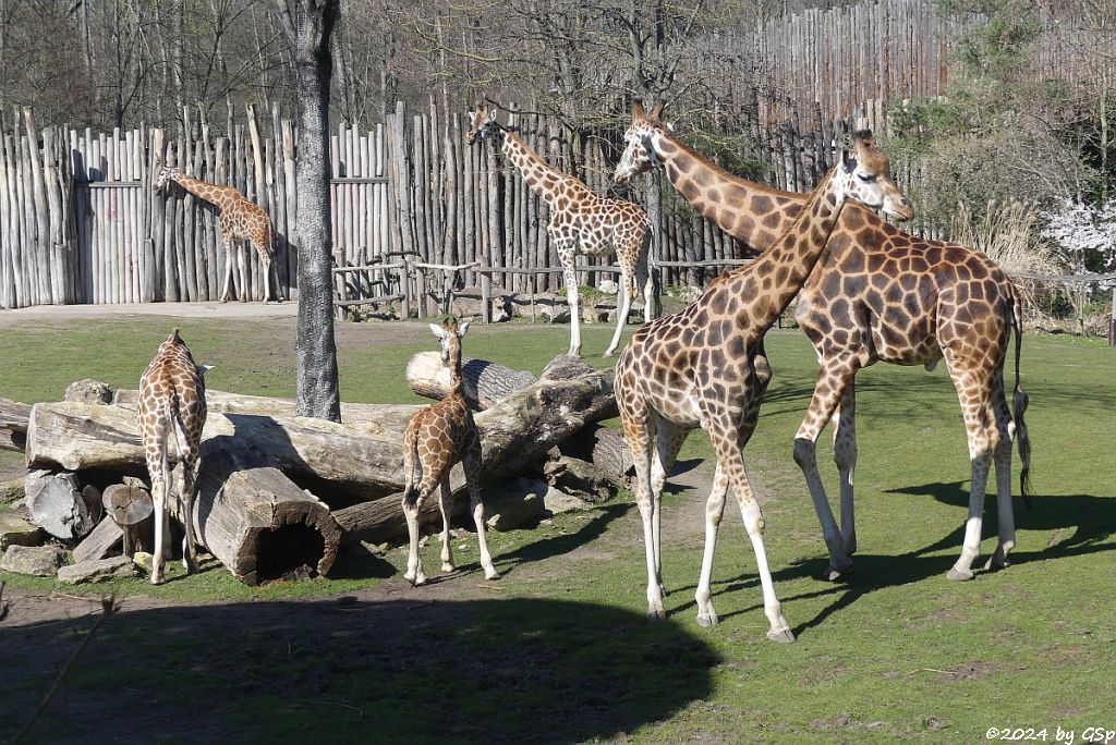 Rothschildgiraffe (Uganda-Giraffe, Baringo-Giraffe), KIANO geb. am 4.1.24