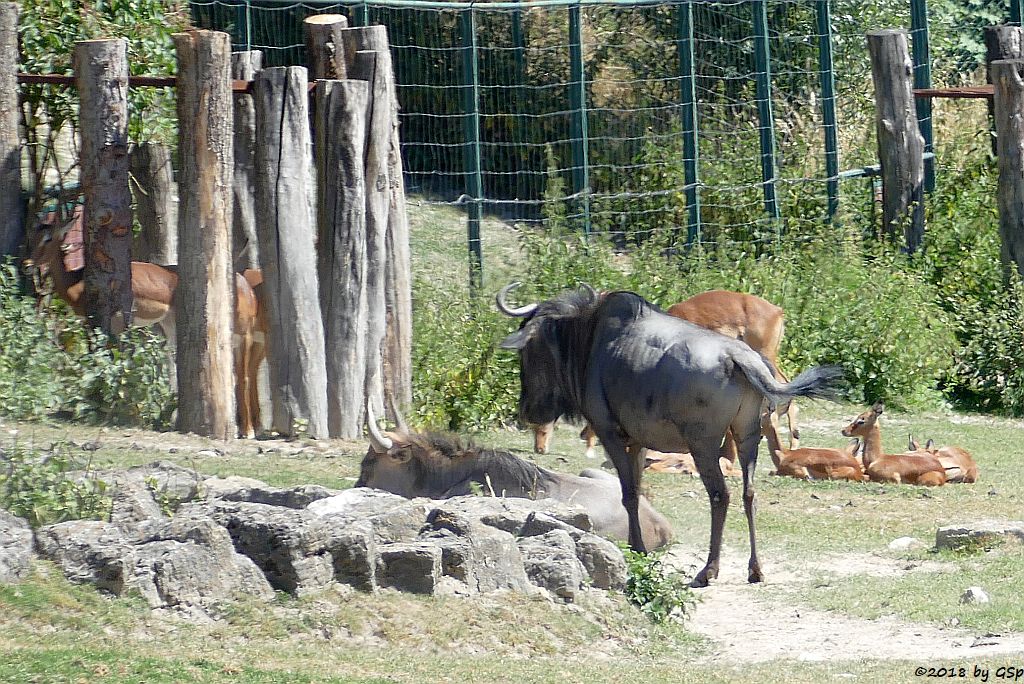 Südliches Streifengnu (Blaues Gnu), Impala (Schwarzfersenantilope)