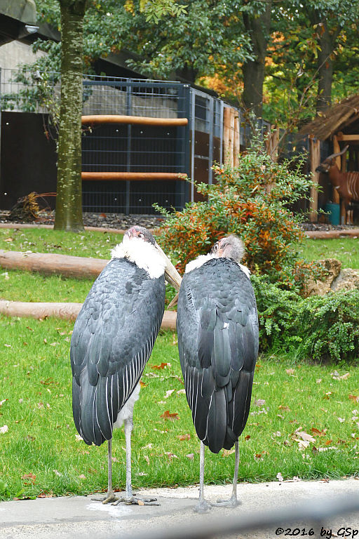 Afrikanischer Marabu