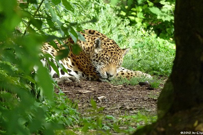 Jaguar