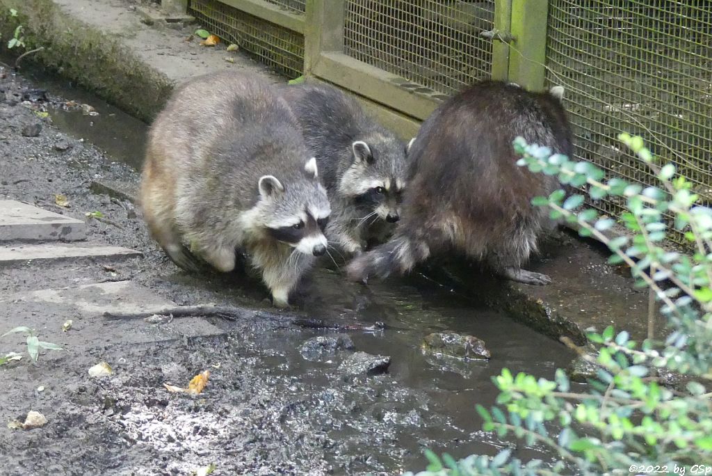 Nordamerikanischer Waschbär