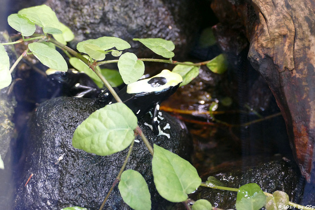 Schwarzgelber Färberfrosch