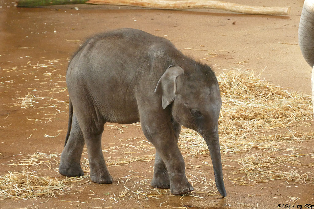 LA MIN KYAW