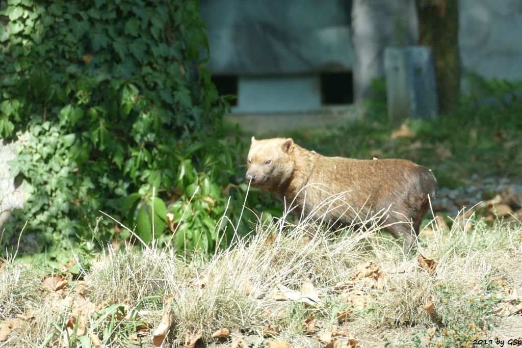 Waldhund (Buschhund)