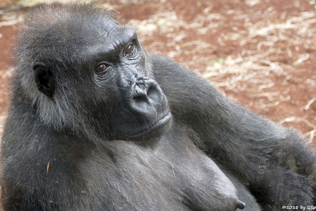 Flachlandgorilla