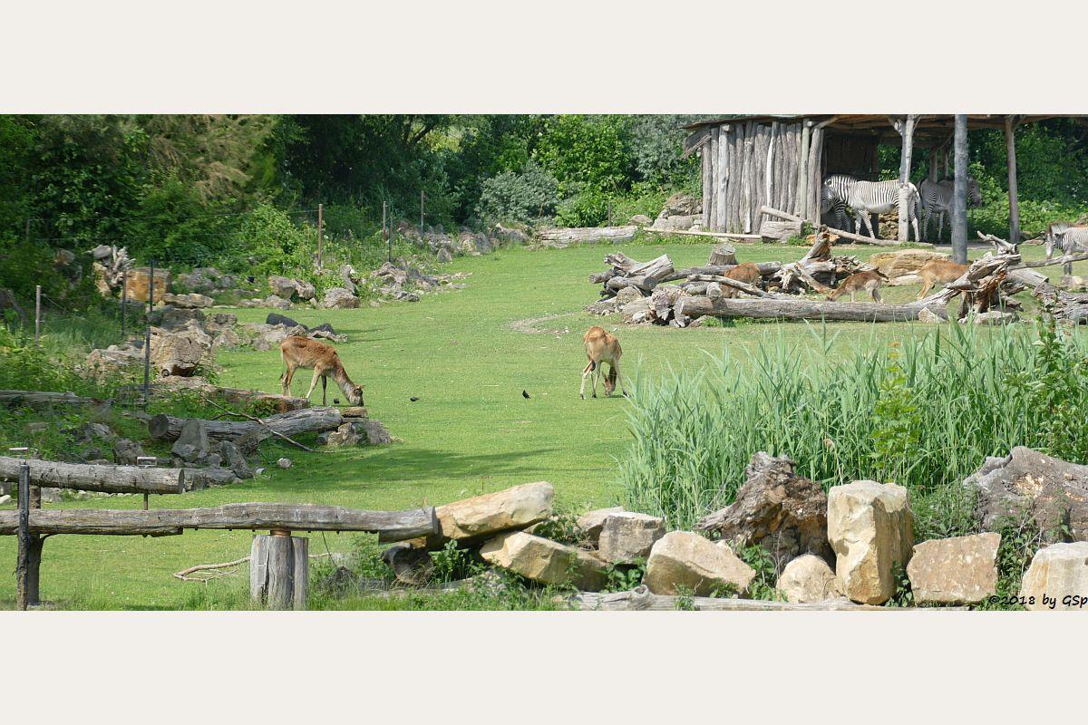 Weißnacken-Moorantilope (Mrs. Grays Wasserbock), Grévy-Zebra