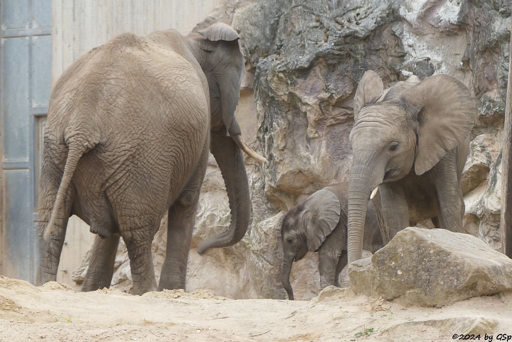 Elefanten Zoo Halle: TANA, SIMON, ELANI