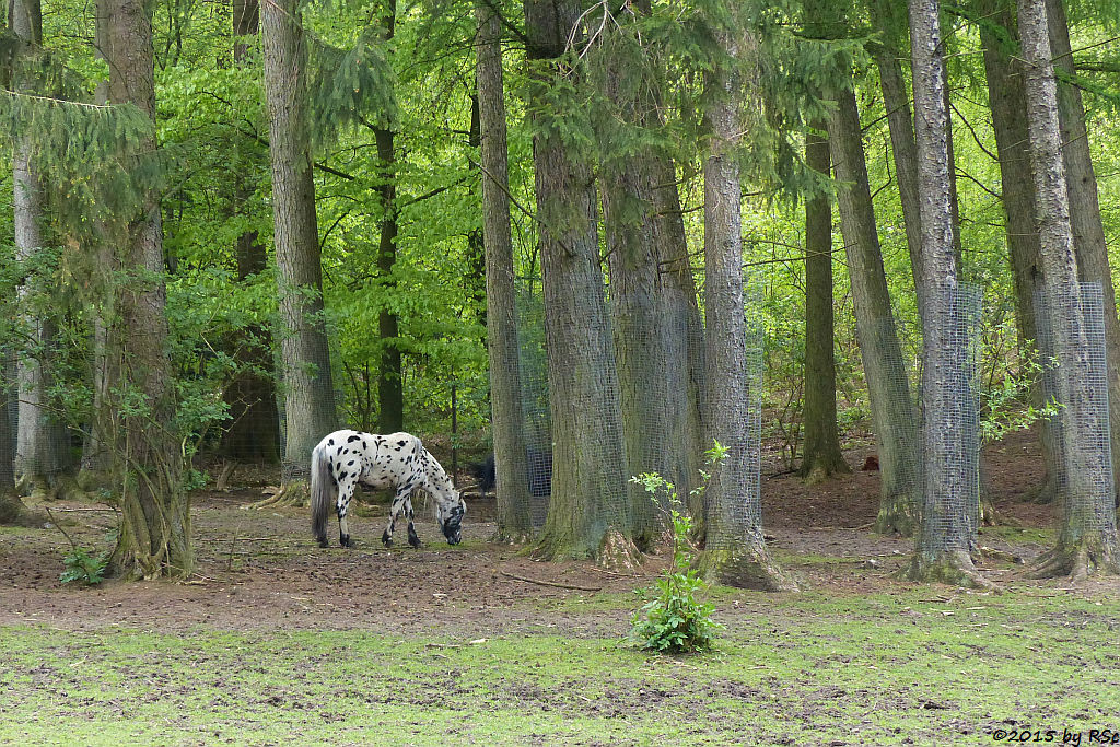 Tigerschecken-Pony