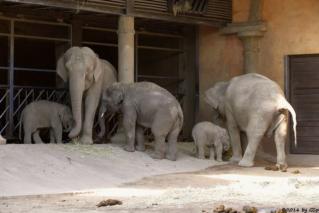 ANJULI, YASHODA, ASSAM, KANJA, KANDY