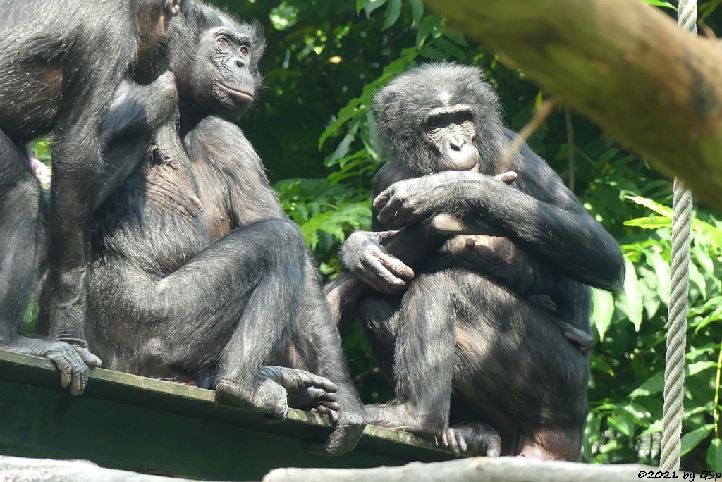 Bonobo (Zwergschimpanse), GEMENA mit Tochter KIJANI, geb. am 4.7.21