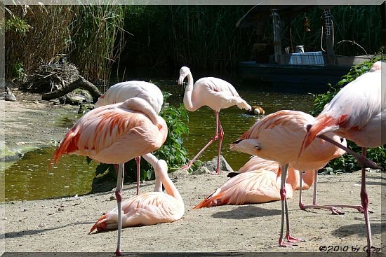 Chileflamingo, Rosaflamingo