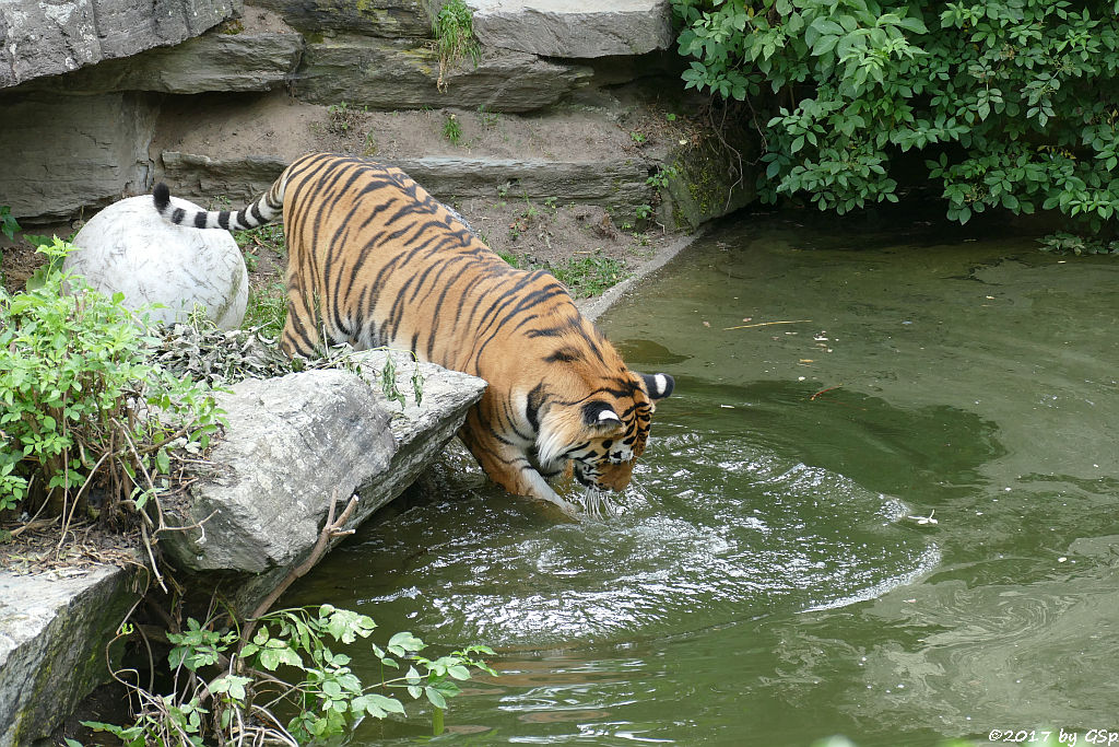 Amurtiger (Sibirischer Tiger, Mandschu-Tiger) SERGAN