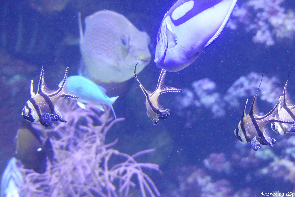 Banggai-Kardinalbarsch (Molukken-Kardinalfisch, Zebra-Kardinalbarsch)