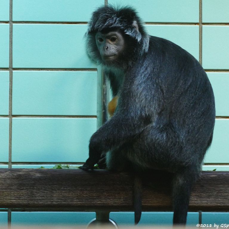 Schwarzer Haubenlangur (Javanischer Haubenlangur, Budeng)