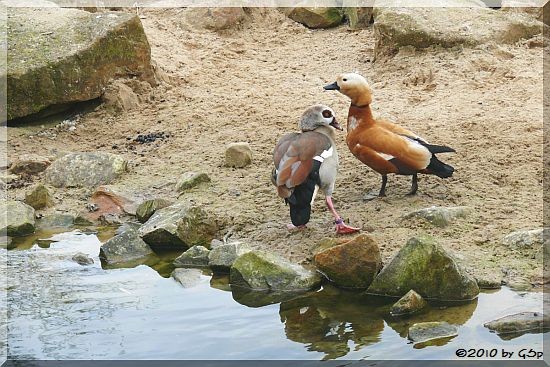 Nilgans und Rostgans