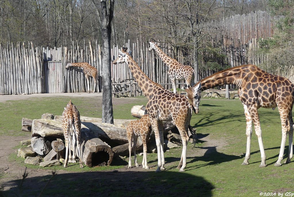Rothschildgiraffe (Uganda-Giraffe, Baringo-Giraffe), KIANO geb. am 4.1.24