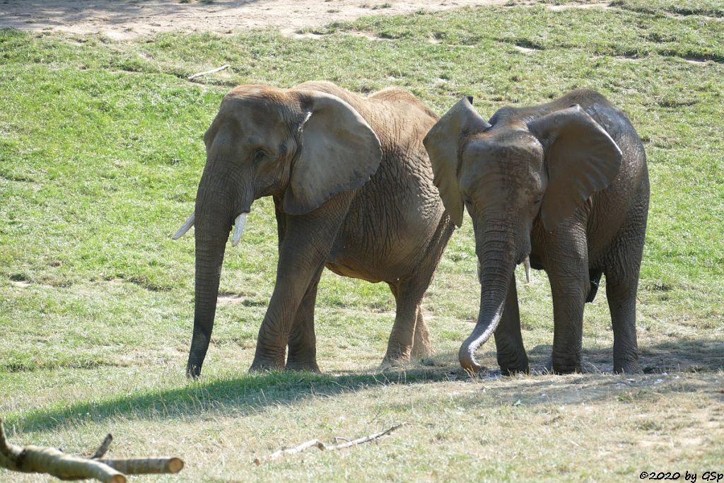 LILAK, KARIBA