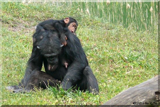 Schimpanse mit Jungtier, geb. 25.5.08