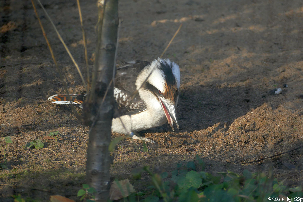 Jägerliest (Lachender Hans, Kookaburra)