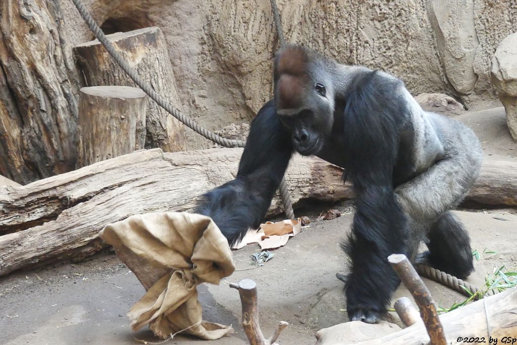 Westlicher Flachlandgorilla